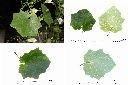 大鄧伯花-葉.jpg