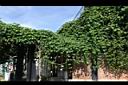 大鄧伯花02.JPG