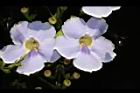 大鄧伯花-花02.JPG