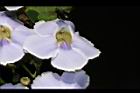 大鄧伯花-花05.JPG
