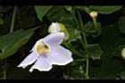 大鄧伯花-花06.JPG