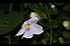 大鄧伯花-花07.JPG