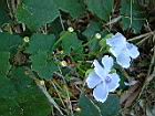 大鄧伯花-花09.JPG