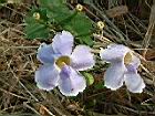 大鄧伯花-花10.JPG