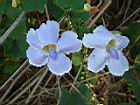 大鄧伯花-花11.JPG
