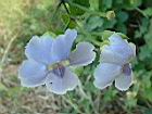 大鄧伯花-花12.JPG