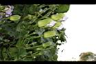 大鄧伯花-花苞01.JPG
