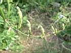 大鄧伯花-花苞03.JPG