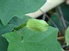 大鄧伯花-花苞06.JPG