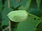 大鄧伯花-花苞08.JPG