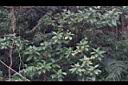 大野牡丹08.JPG