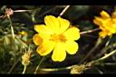 大金雞菊-花2.JPG