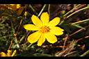 大金雞菊-花5.JPG
