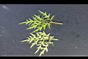 大金雞菊-葉3.JPG