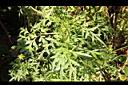 大金雞菊-葉5.JPG