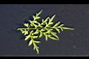大金雞菊-葉正0.JPG
