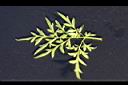 大金雞菊-葉背0.JPG