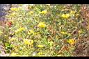 大金雞菊00.JPG