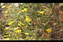 大金雞菊01.JPG