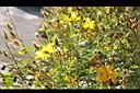 大金雞菊03.JPG