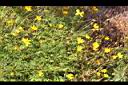 大金雞菊06.JPG