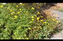 大金雞菊07.JPG