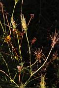 大金雞菊-瘦果0.JPG