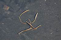 大金雞菊-種子0.JPG