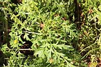 大金雞菊-葉4.JPG