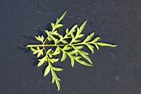 大金雞菊-葉正1.JPG