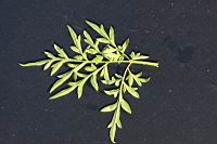 大金雞菊-葉背1.JPG