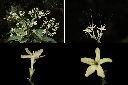 大青-花1.jpg