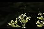 大青-花00.JPG