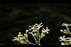 大青-花01.JPG