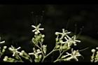 大青-花02.JPG