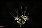 大青-花07.JPG