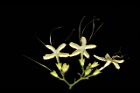 大青-花16.JPG