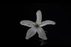 大青-花瓣04.JPG