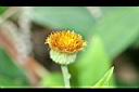 大頭艾納香-花8.JPG
