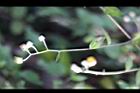大頭艾納香-花枝0.jpg