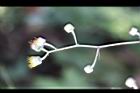 大頭艾納香-花枝2.jpg