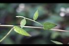 大頭艾納香-花枝3.jpg