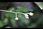 大頭艾納香-花枝5.jpg