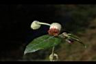 大頭艾納香-花01.JPG