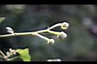 大頭艾納香-花05.jpg