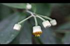 大頭艾納香-花06.JPG