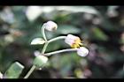 大頭艾納香-花07.jpg