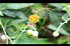 大頭艾納香-花10.JPG