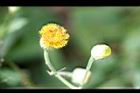 大頭艾納香-花11.JPG