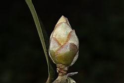 大頭茶-芽03.JPG